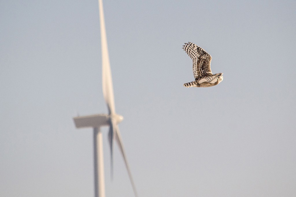 Un gufo in volo vicino a una turbina eolica