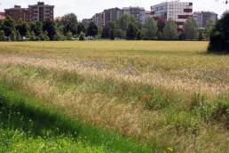 Milano, periferia Est