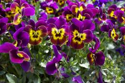Fiori coltivati