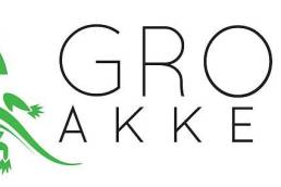 groen-akkedis