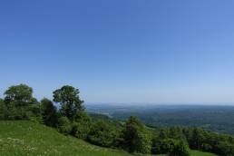 Alberi e monti
