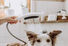 hansgrohe-dogshower