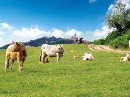 rigenerazione-cava-t2d-todi